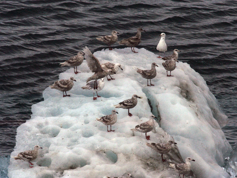Gulls on iceberg