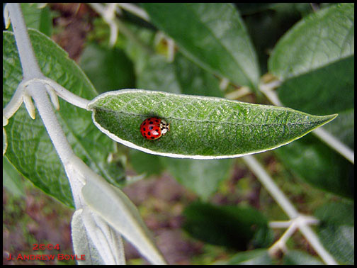 ladybuglgkf