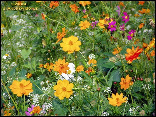 wildflowers01lgkf