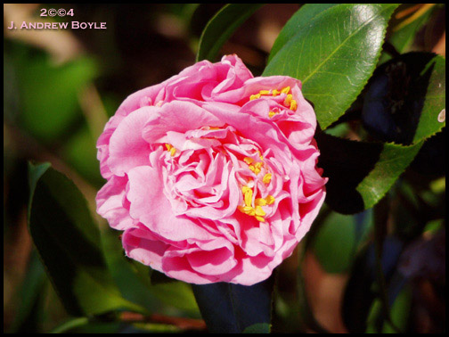 camellia02lgkf
