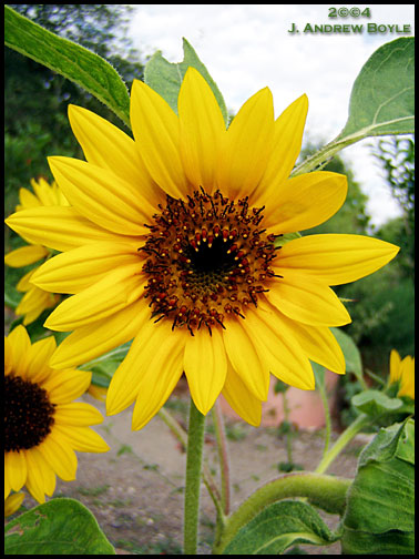 sunflower06lgkf