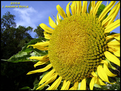 sunflower08lgkf