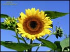 sunflower01lgkf