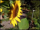 sunflower02lgkf
