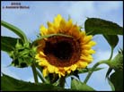 sunflower04lgkf