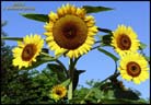 sunflower07lgkf